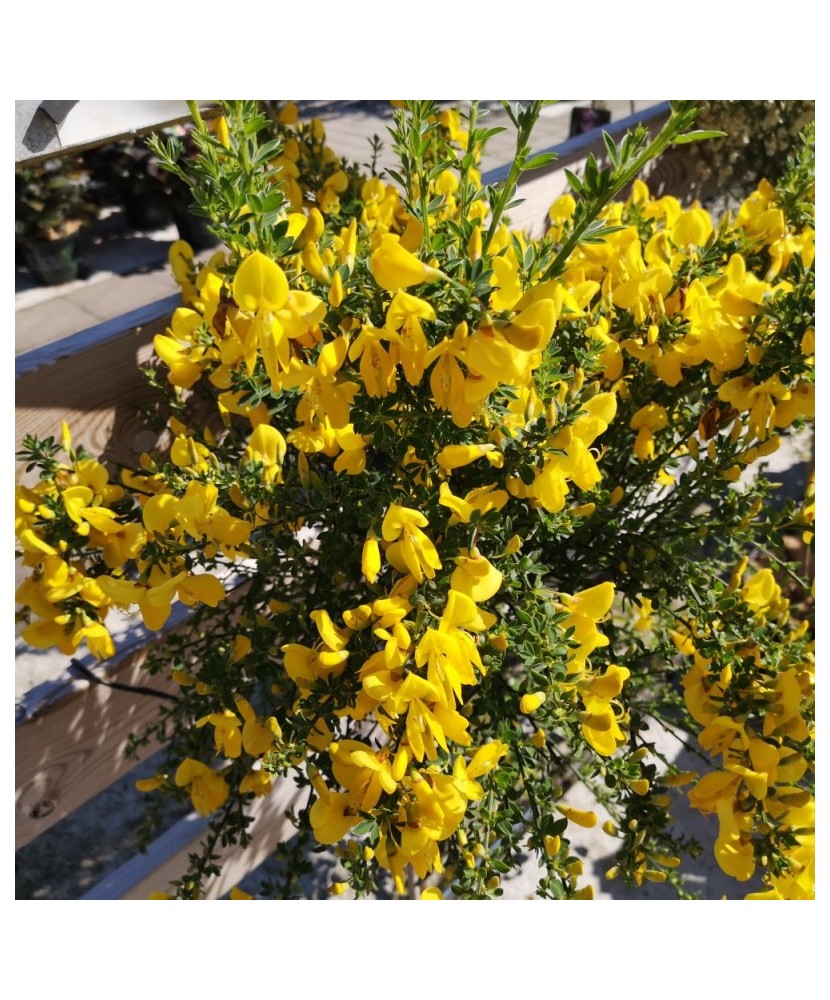 Planta Cytisus Golden Sunlight C2, ghiveci 2l