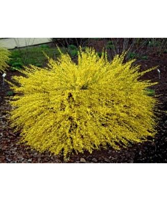 Planta Cytisus Golden Sunlight C2, ghiveci 2l