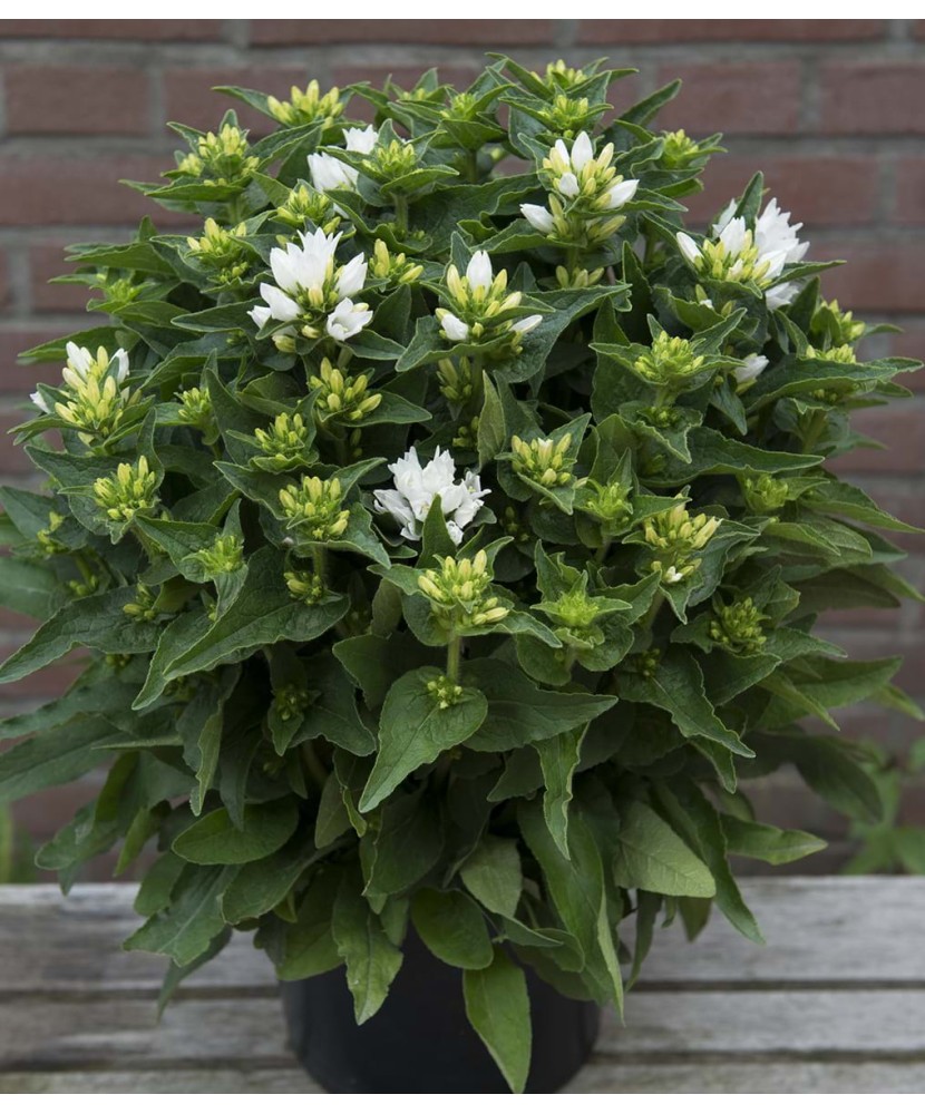 Planta Campanula glomerata GENTI White Allgentiw PBR C2, ghiveci 2l
