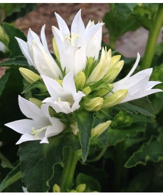 Planta Campanula glomerata GENTI White Allgentiw PBR C2, ghiveci 2l