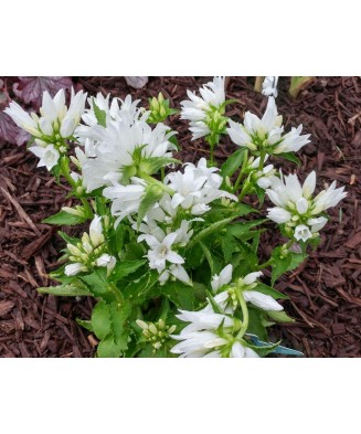 Planta Campanula glomerata GENTI White Allgentiw PBR C2, ghiveci 2l