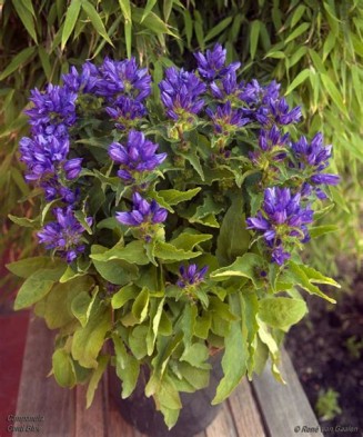 Planta Campanula glomerata GENTI BLUE Allgentibl PBR C2, ghiveci 2l