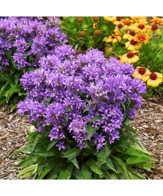 Planta Campanula glomerata GENTI BLUE Allgentibl PBR C2, ghiveci 2l
