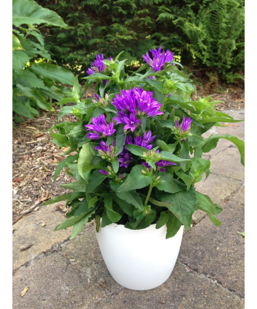 Planta Campanula glomerata GENTI BLUE Allgentibl PBR C2, ghiveci 2l