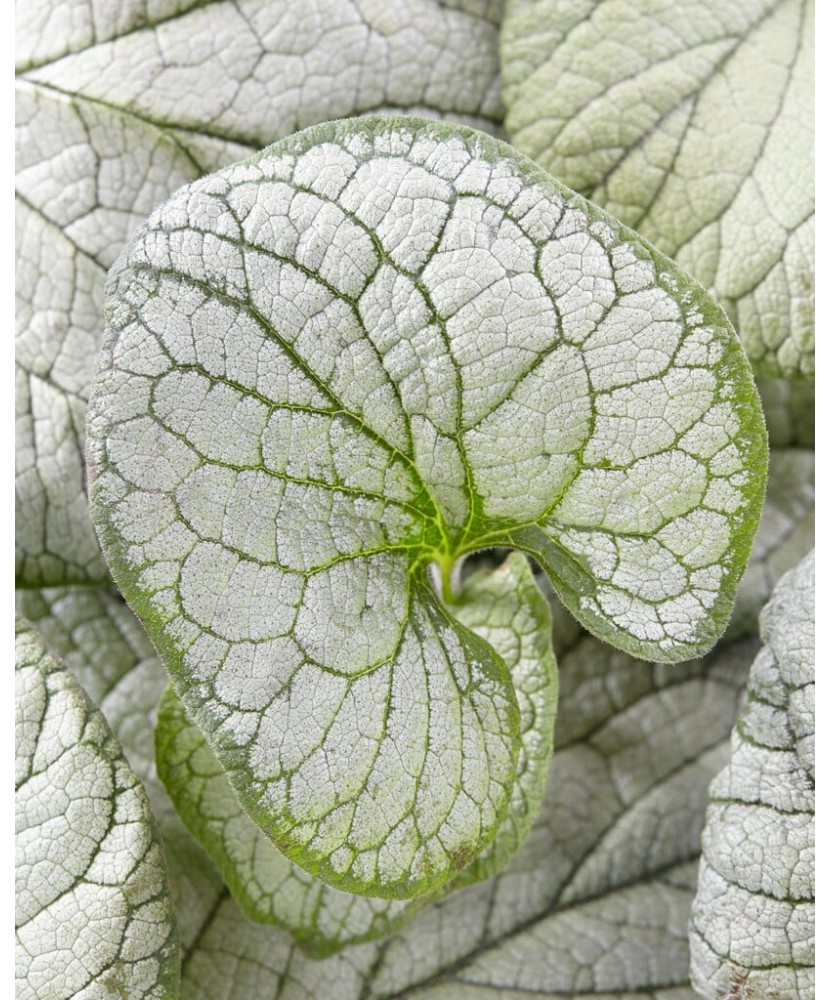 Planta Pomnita de Siberia, Brunnera macrophylla Silver Heart PBR C2, ghiveci 2l