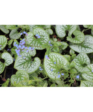 Planta Pomnita de Siberia, Brunnera macrophylla Sea Heart PBR  C2, ghiveci 2l