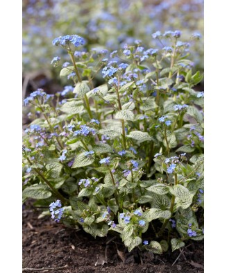 Planta Pomnita de Siberia, Brunnera macrophylla Sea Heart PBR  C2, ghiveci 2l