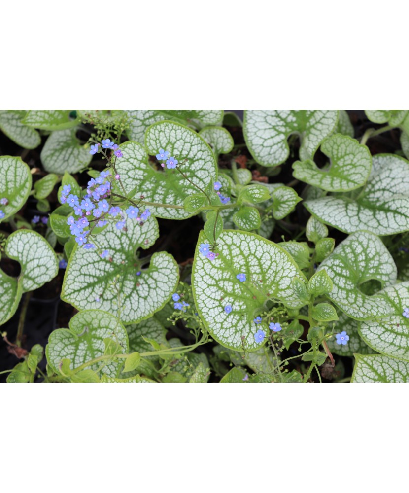 Planta Pomnita de Siberia, Brunnera macrophylla Sea Heart PBR  C2, ghiveci 2l