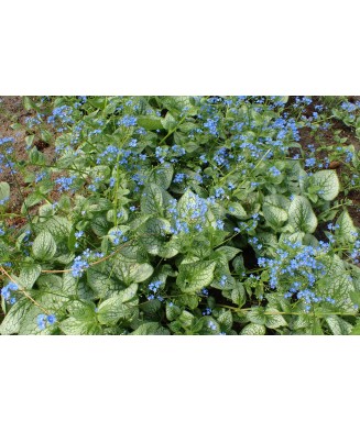 Planta Pomnita de Siberia, Brunnera macrophylla Sea Heart PBR  C2, ghiveci 2l
