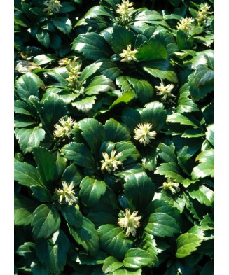 Planta Pachysandra terminalis Green Carpet P9, ghiveci 9cm