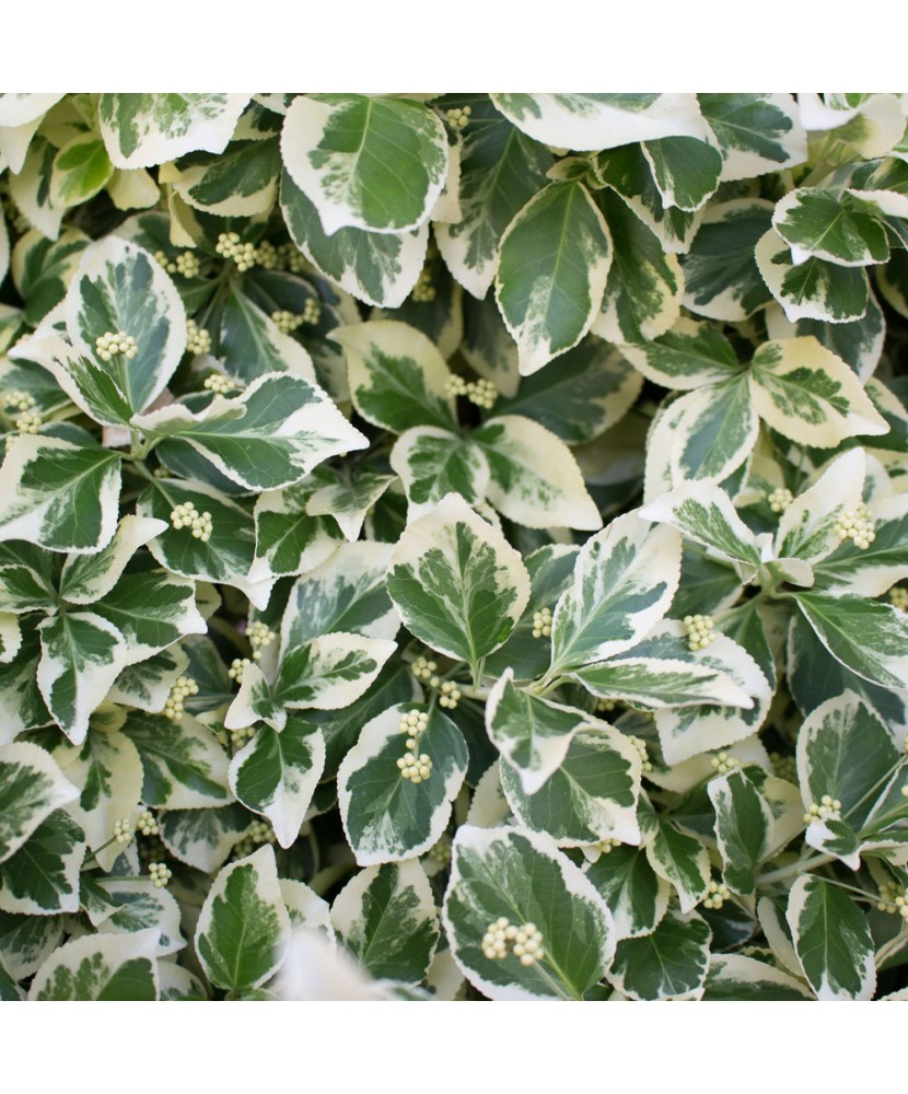 Planta Euonymus fortunei Emerald 'n' Gaity P9, ghiveci 9cm