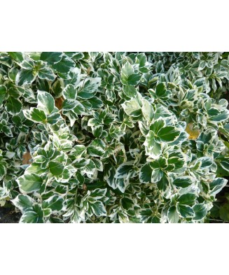 Planta Euonymus fortunei Emerald 'n' Gaity P9, ghiveci 9cm