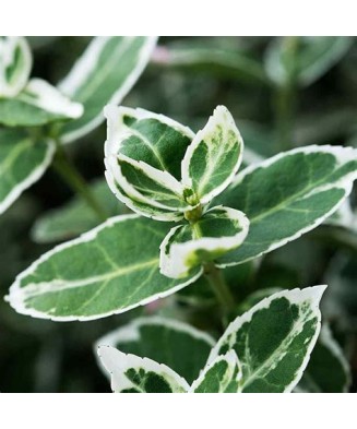 Planta Euonymus fortunei Emerald 'n' Gaity P9, ghiveci 9cm