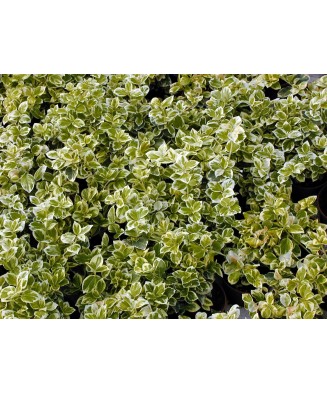 Planta Euonymus fortunei Emerald 'n' Gaity P9, ghiveci 9cm