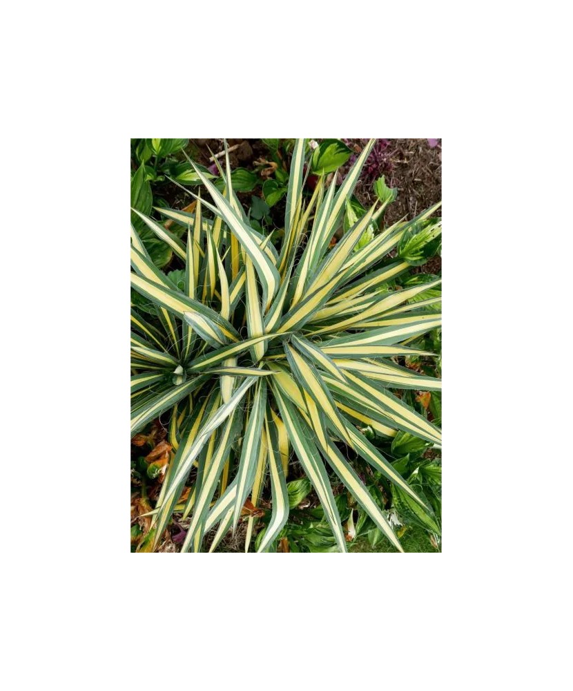 Radacini Yucca Color Guard Filamentosa, Yucca, I