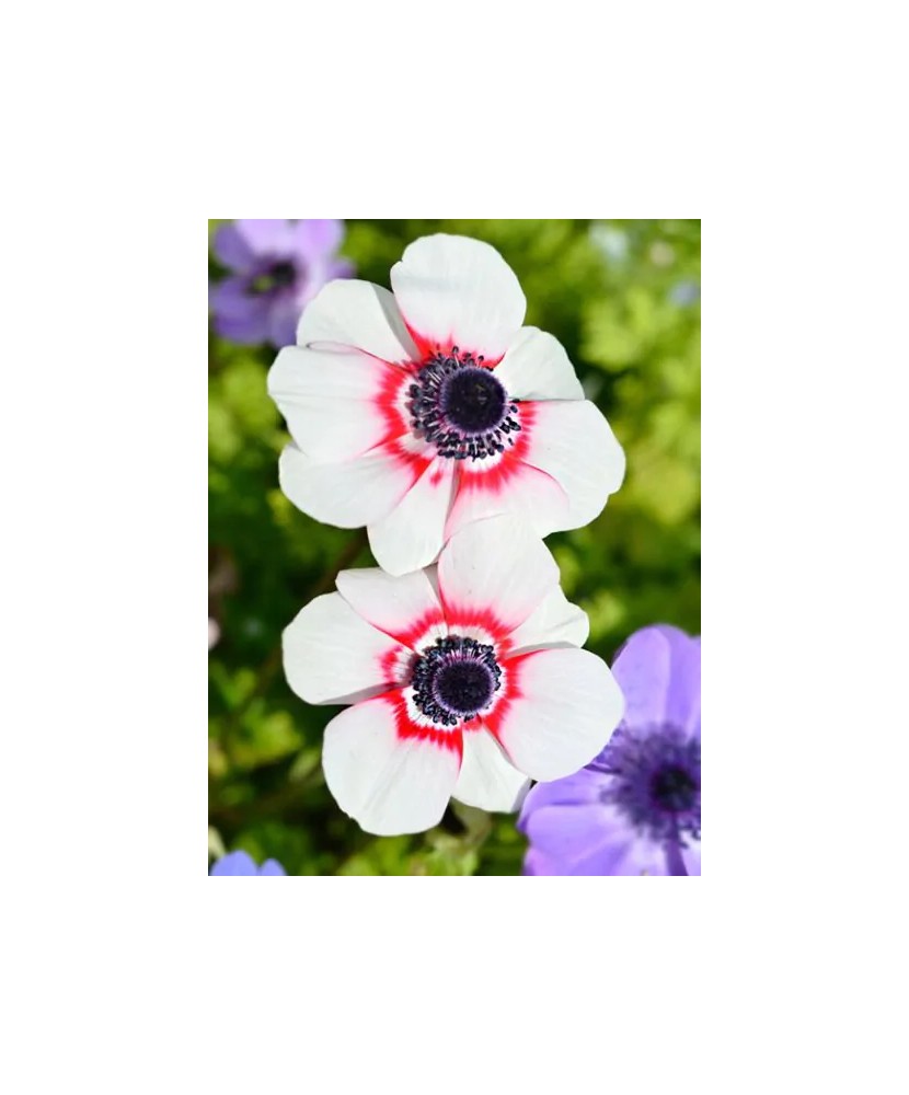 Bulbi Anemone Bicolor Duet Coronaria, Anemona, 6/7 cm
