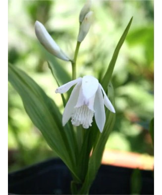 Rizomi Bletilla Striata...