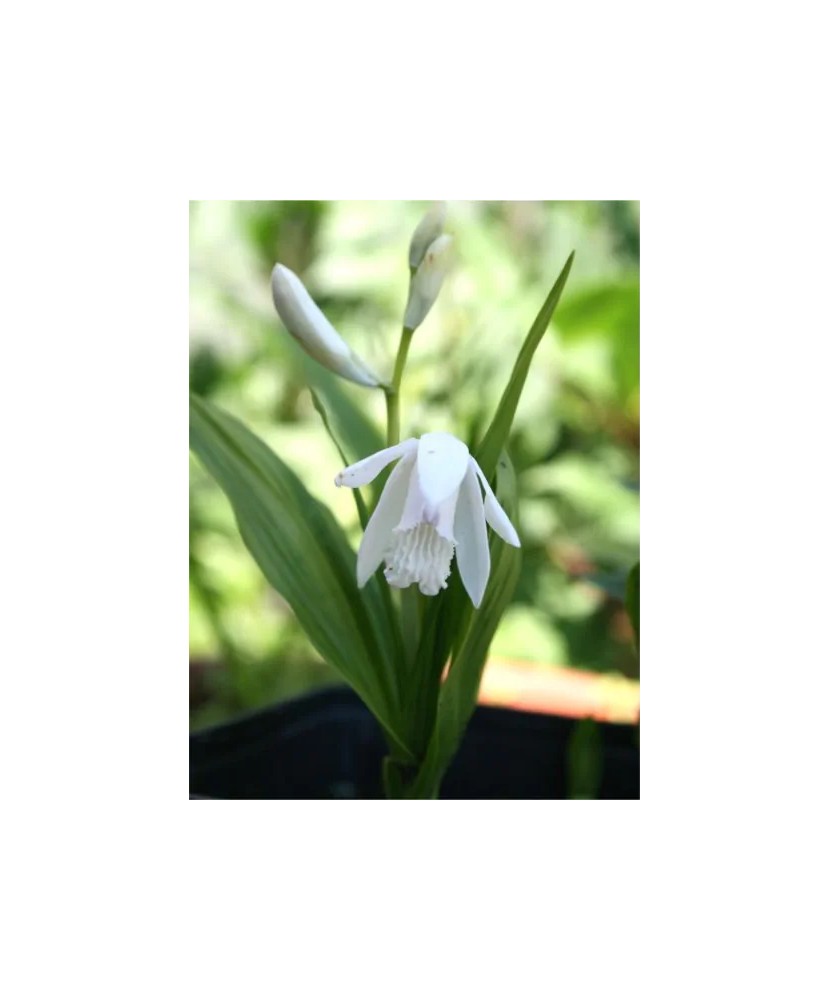 Rizomi Bletilla Striata Alba, Orhidee de gradina alba, I