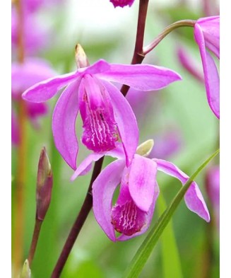 Rizomi Bletilla Striata...