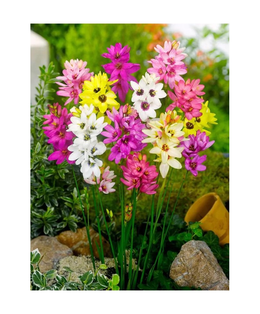 Bulbi Ixia Mixed, Ixia, 5/6 cm