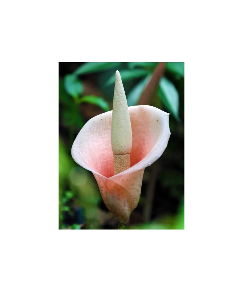 Bulbi Amorphophallus Bulbifer, Crinul vulturului, 18/+