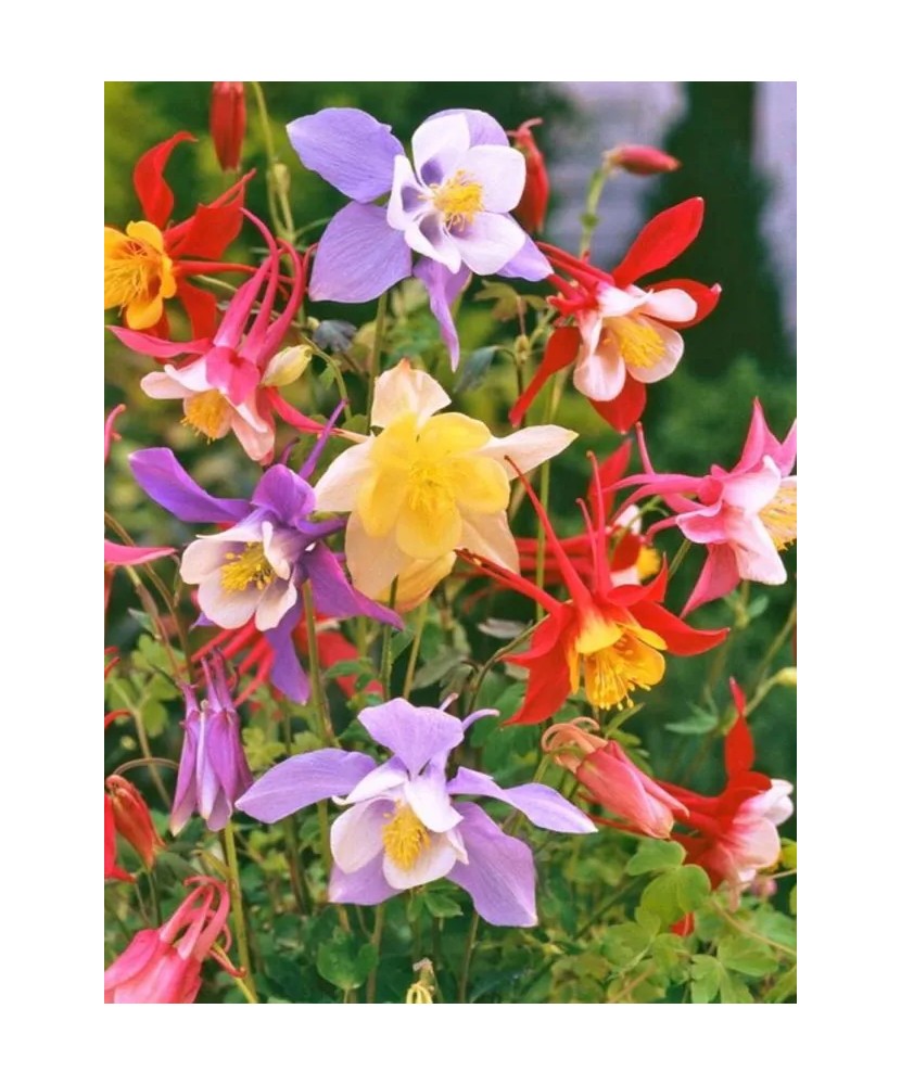 Radacini Aquilegia Mckana Hybrids, Caldarușe, I