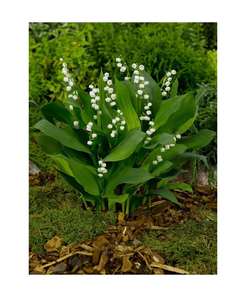 Radacini Convallaria Majalis, Lacramioare, I