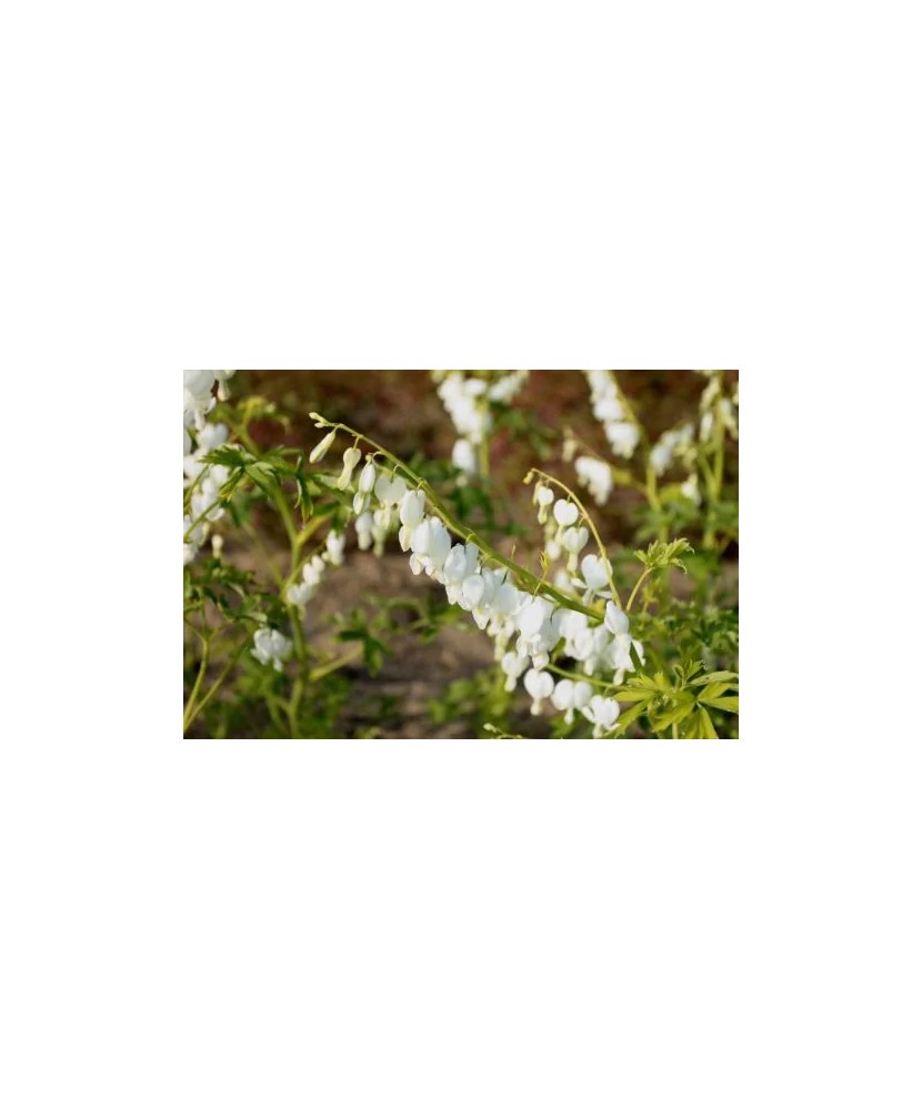 Radacini Dicentra Spectabilis Alba, Inimioare albe, 2/3 N