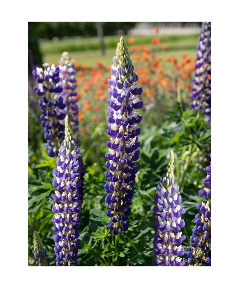 Radacini Lupine The Governor, Lupin albastru, I