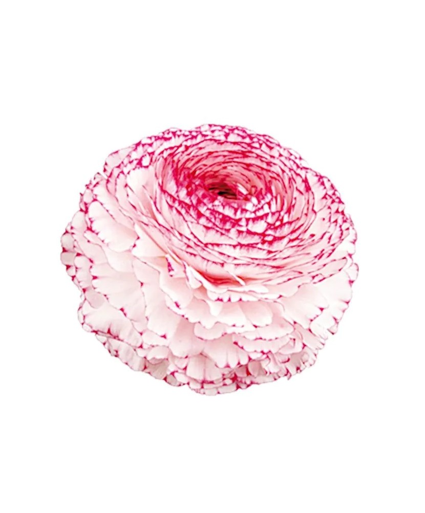 Bulbi Ranunculus Elegance Bianco Striato, Piciorul cocosului alb dungat, 3/4 N