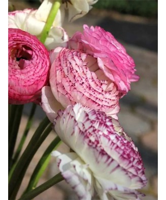 Bulbi Ranunculus Elegance Bianco Striato, Piciorul cocosului alb dungat, 3/4 N