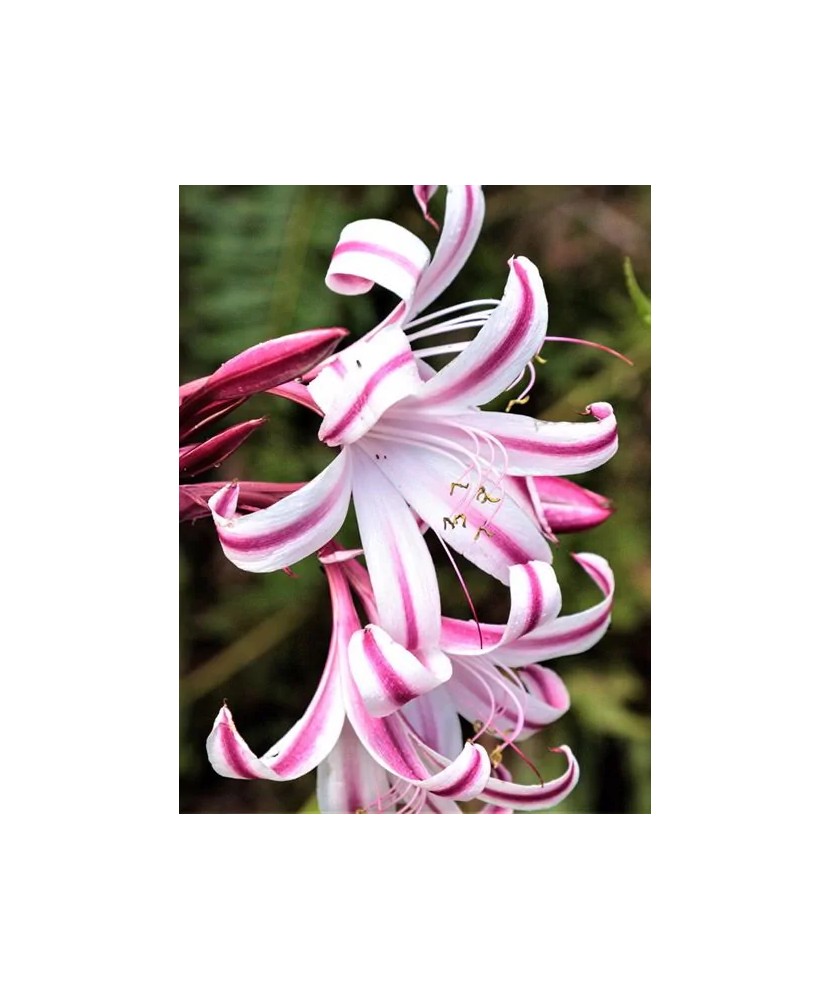 Bulbi Crinum Cintho Alfa, Crin african, 20/24