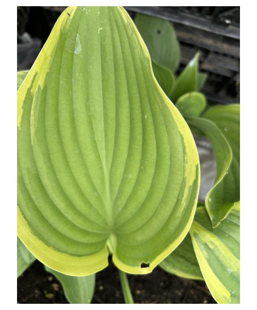 Hosta COHu 1 buc, planta la ghiveci 10cm