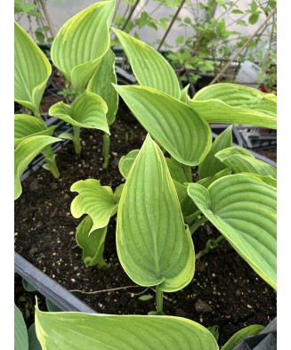 Hosta COHu 1 buc, planta la ghiveci 10cm