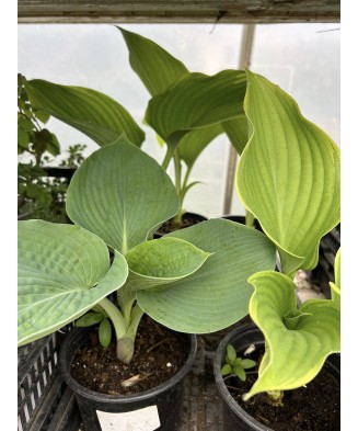 Hosta RSun, 1 buc, planta la ghiveci 10cm