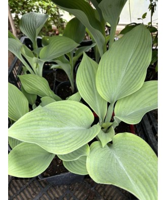 Hosta RIP.E, 1buc, planta la ghiveci 10cm