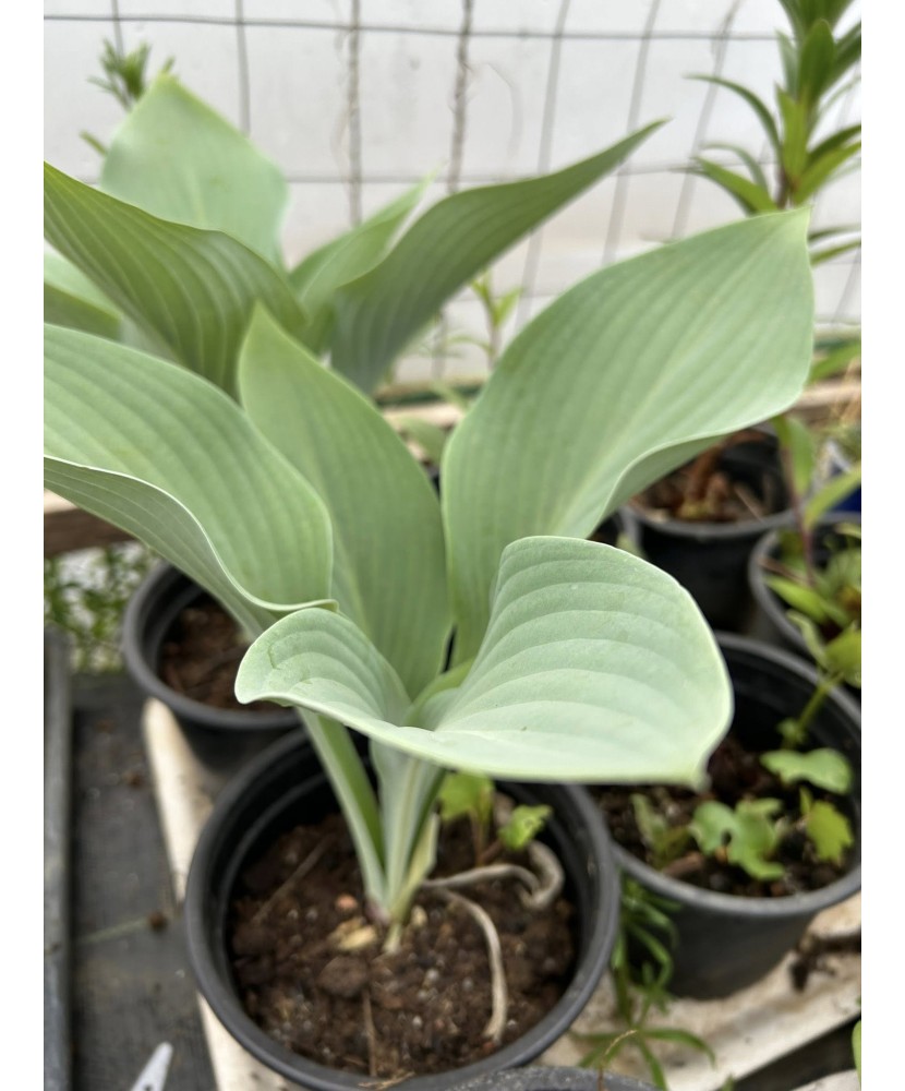 Hosta RIP.E, 1buc, planta la ghiveci 10cm