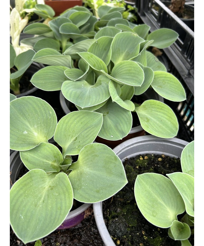 Hosta Blue Mouse Ears, 1 BUC  (Ghiveci)