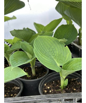 Hosta Abiqua Drinking Gourd, 1 buc, planta la ghiveci 10cm