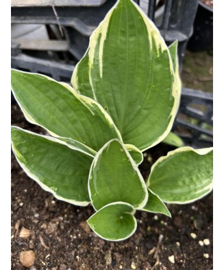 Hosta Antioch, 1 buc, planta la ghiveci 10 cm