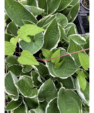 Hosta Antioch, 1 buc, planta la ghiveci 10 cm