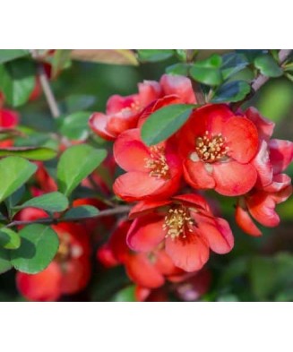 Chaenomeles japonica –...