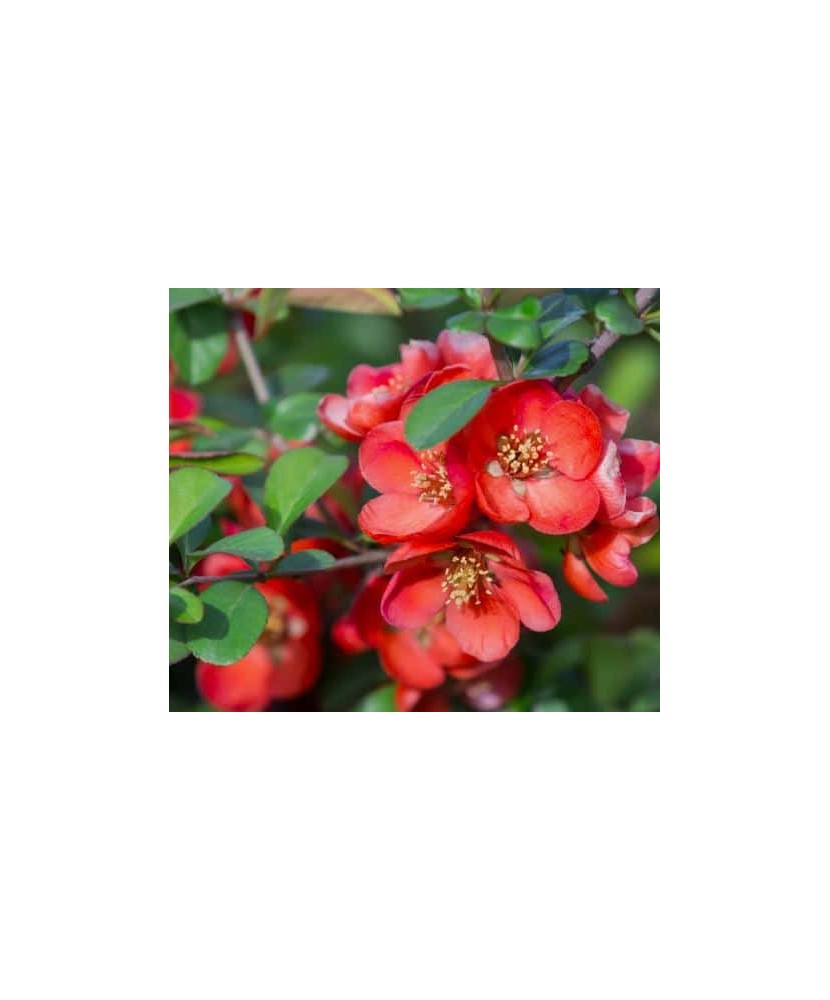 Chaenomeles japonica – Gutui japonez cu flori roșii sau portocalii, plantă la ghiveci 10 cm