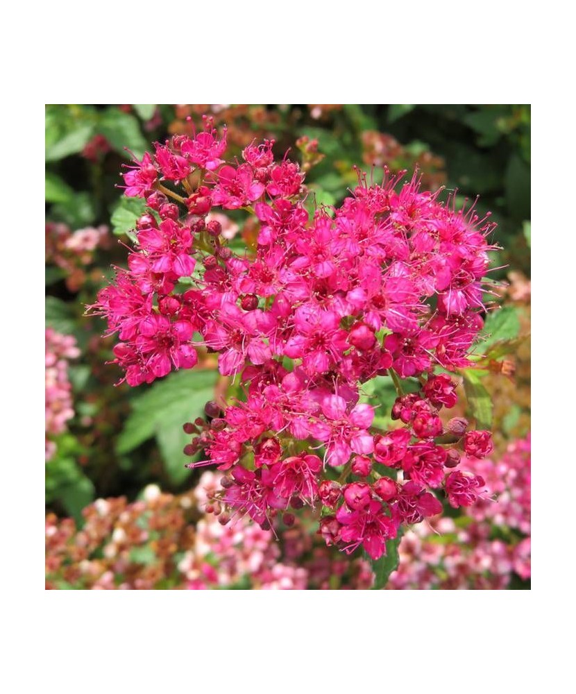 Spiraea japonica 'Crispa' – Cununita cu frunză crestată și flori roz, plantă la ghiveci 10 cm
