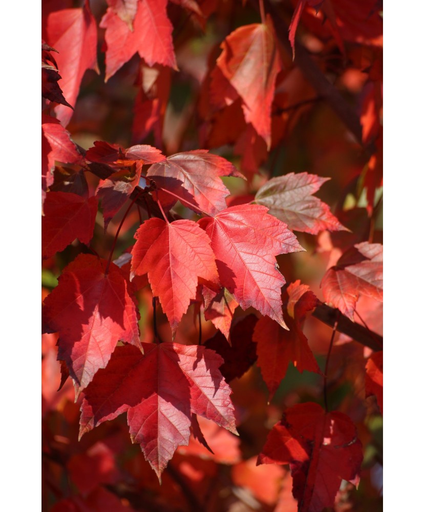 Acer rubrum 'Red Sunset' – Arțar roșu 'Red Sunset', frunze roșii toamna, plantă la ghiveci 10 cm