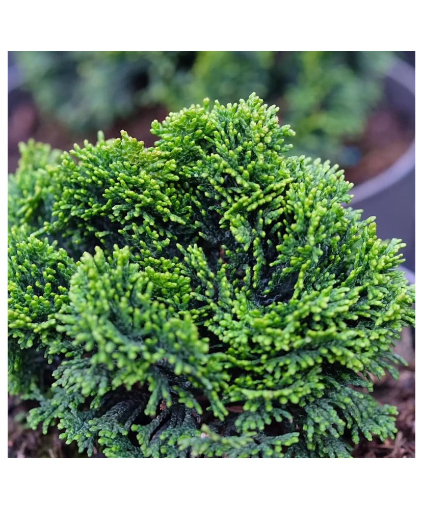 Chamaecyparis obtusa 'Nana Gracilis' – Chiparos japonez pitic, verde închis, plantă la ghiveci 10 cm