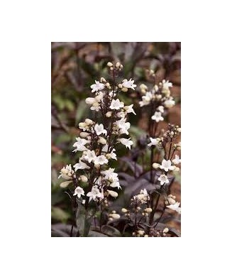 Penstemon digitalis 'Husker...
