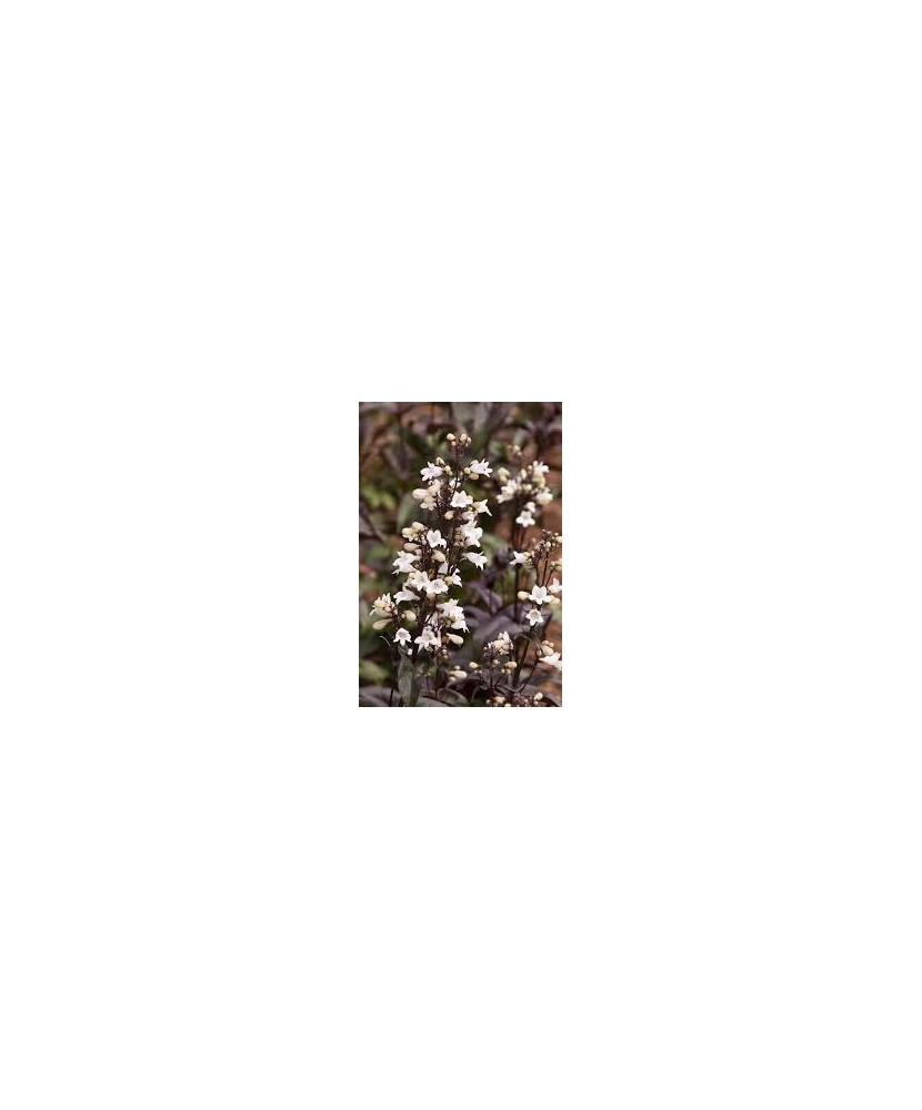 Penstemon digitalis 'Husker Red' – Penstemon alb cu frunze roșcate, plantă la ghiveci 10 cm