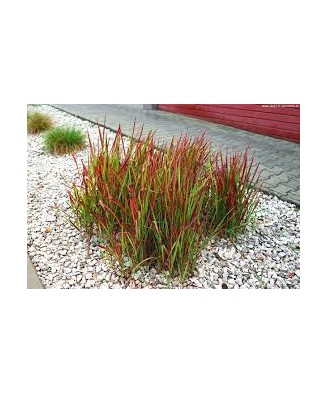 Imperata cylindrica 'Red...