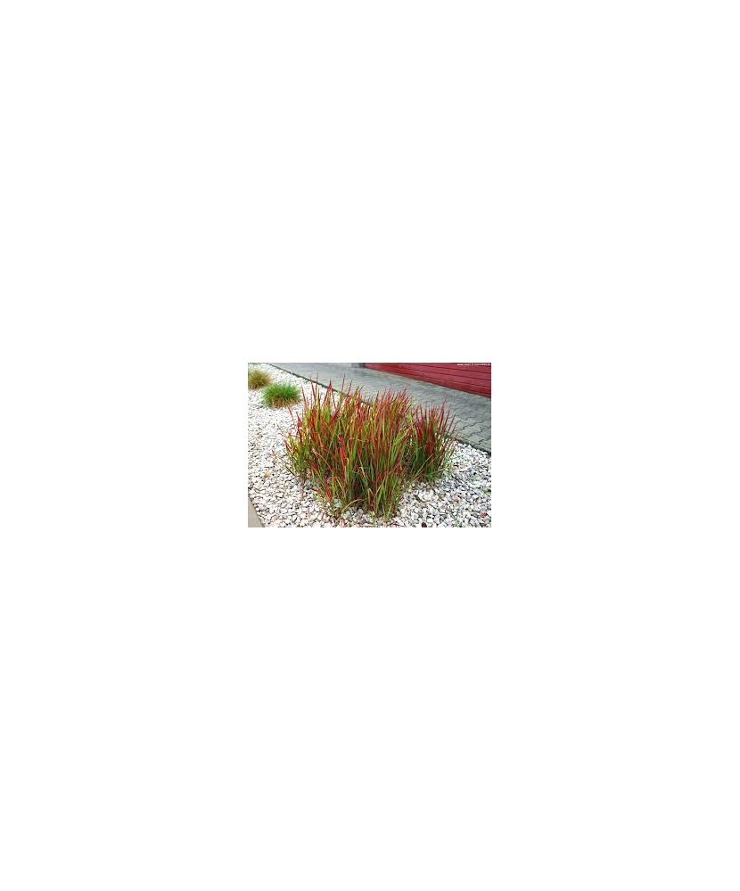 Imperata cylindrica 'Red Baron' – Iarbă roșie japoneză, plantă la ghiveci 10 cm